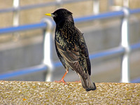 starling2