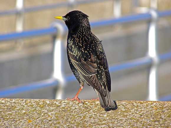 starling2