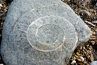 Ammonite_Lyme_Regis