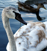 Immature_Swan2