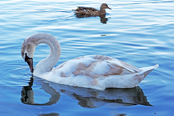 Immature_Swan