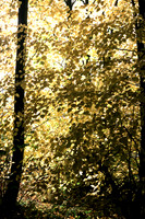 Autumn_Lime_Tees