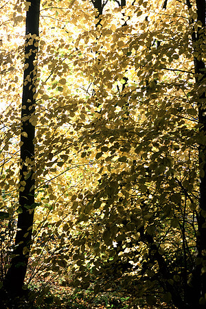 Autumn_Lime_Tees