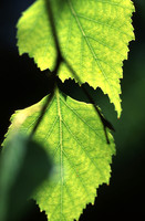 Birch_leaves_backlit
