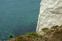 Cliffs_Sea_Gulls