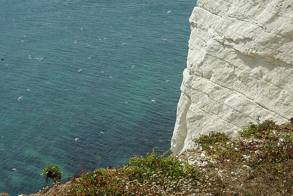Cliffs_Sea_Gulls