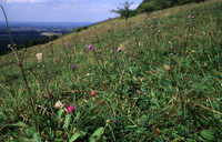 chalkgrassland1