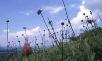 chalkgrassland7