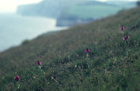 chalkgrassland5