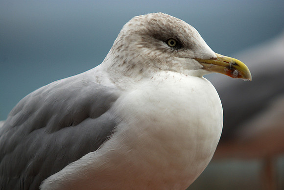Young_herring_Gull4