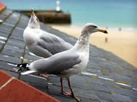 Young_herring_Gulls2