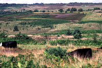 lowlandheathland10