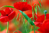 Common_Poppies_with_Grass