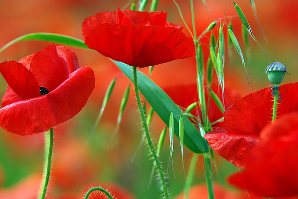 Common_Poppies_with_Grass