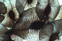 elmseeds4