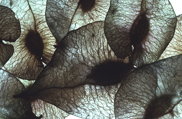 elmseeds4