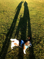 Dog and shadow