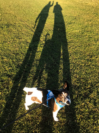 Dog and shadow