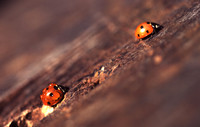 ladybirds2