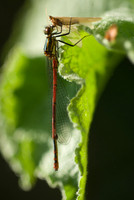 large_red_damselfly_feeding