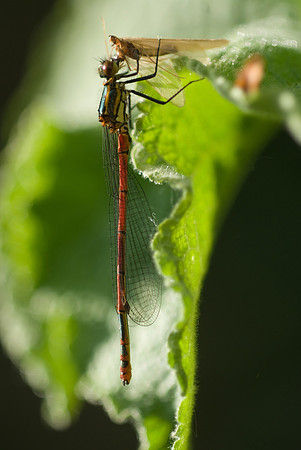large_red_damselfly_feeding