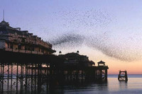 Between the Piers - Brighton