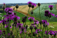 Black Knapweed and farmland
