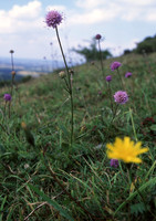 chalkgrassland6