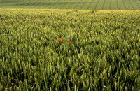 arable7