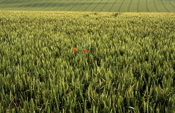 arable7