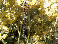 dragonfly.tif