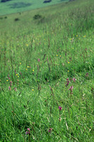 chalkgrassland4