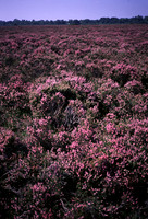 lowlandheathland2
