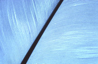 Natural Abstracts
