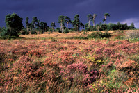 lowlandheathland7
