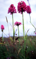 chalkgrassland8