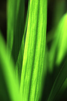 leafblade