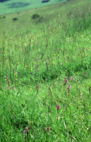 chalkgrassland3