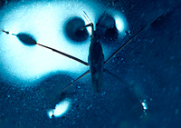 pondskater