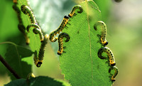 caterpillar