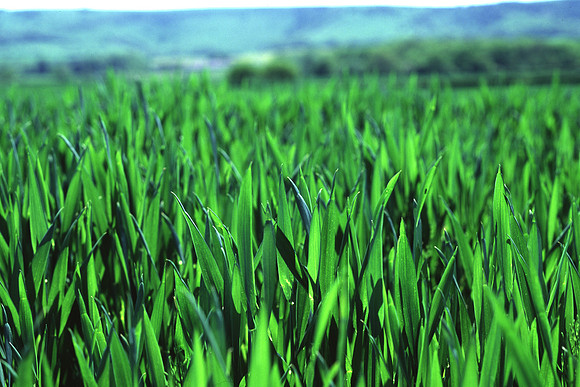 arablecrop