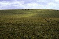 arable5