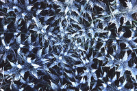 frostythistle