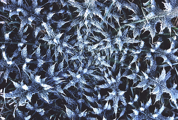 frostythistle
