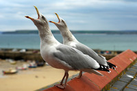 Screaming_Herring_Gulls
