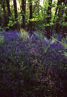 bluebells