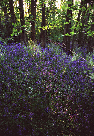 bluebells