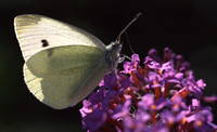 whitebutterfly