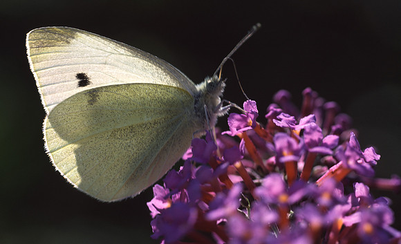 whitebutterfly