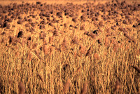reedbed4